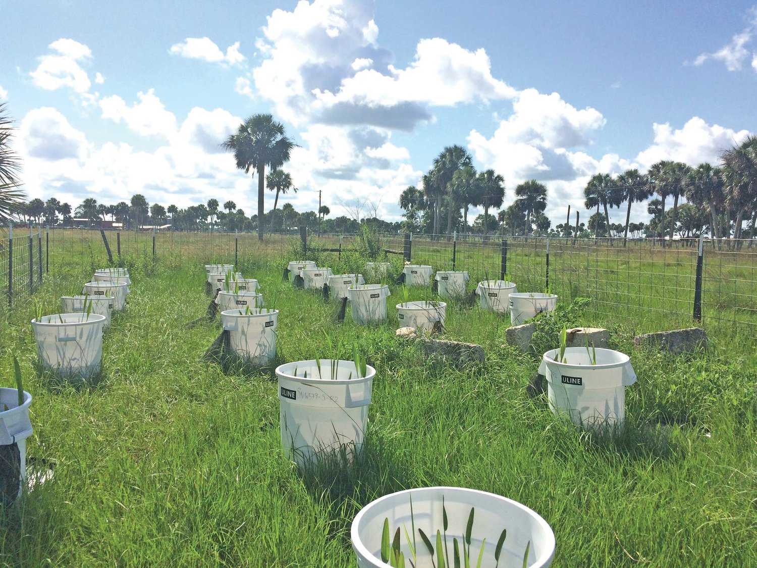 The mesocosm experiment site at the Archbold Biological Station’s Buck Island Ranch in Highlands County.